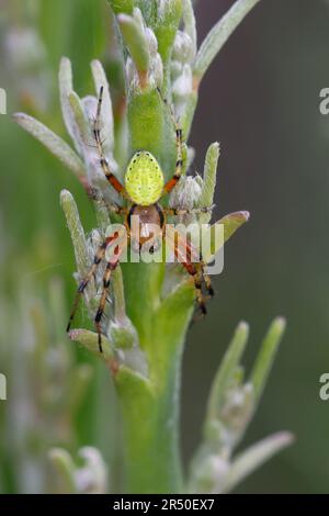 Kürbisspinne, Männchen, Araniella spec., araignée verte de concombre, araignée de gourde, Araignée de citrouille, mâle, Araignée femelle, épée concombre Banque D'Images