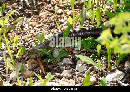 Scheltopusik, Panzerschleiche Pseudopus apodus, Ophisaurus apodus, Pallas, verre du lézard, lézard sans pattes européenne, European glass lizard, armored gla Banque D'Images