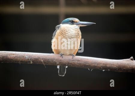 le kingfisher effrayé a un dos turquoise, une bosse et une queue bleu turquoise, des parties inférieures blanc buff et un large col crème. Il y a un large œil noir Banque D'Images