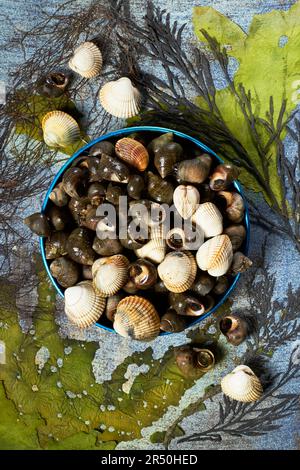 Periwinkles aux coques (tapas galiciennes) Banque D'Images