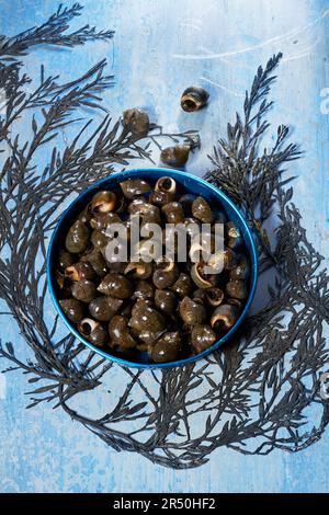 Periwinkles (tapas galiciens) Banque D'Images