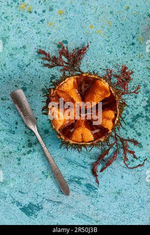 Oursin frais Banque D'Images