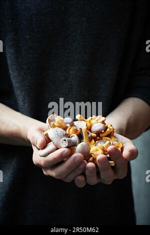 Champignons fraîchement cueillis dans les mains d'un fourrager Banque D'Images