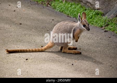 c'est un jeune wallaby de roche à pied jaune Banque D'Images