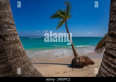 Vue sur les palmiers de Bavaro Beach, Punta Cana, République Dominicaine, Antilles, Caraïbes, Amérique centrale Banque D'Images