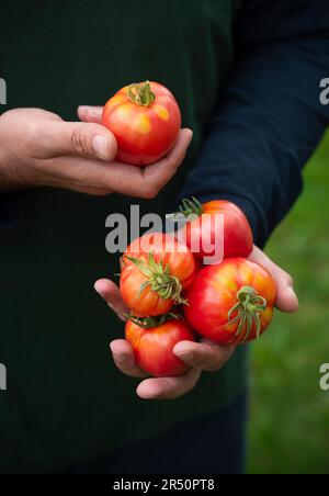 Homme tenant des tomates oxheart Banque D'Images