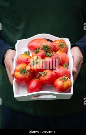 Homme tenant un plateau de tomates oxheart Banque D'Images