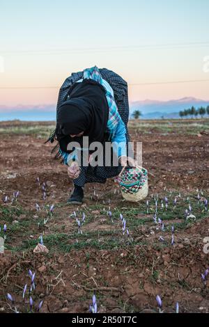 Cueillette tôt le matin du safran par des femmes cultivateurs à Taliouine, au Maroc Banque D'Images