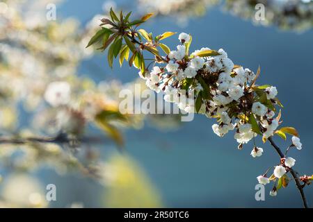 La pomme fleurira sur la branche Banque D'Images