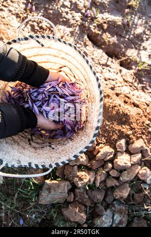 Fleurs de safran fraîches collectées dans un panier Banque D'Images