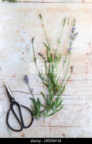 Lavande, fleurs coupées sur la table Banque D'Images