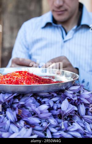 Stigmates de safran présentés dans une assiette sur un tas de Fleur de safran Banque D'Images