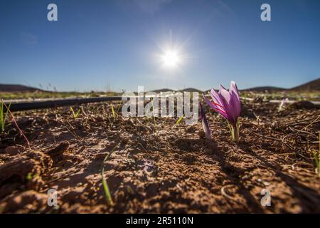 Arrosage efficace du safran à l'aide de l'irrigation goutte-à-goutte Banque D'Images