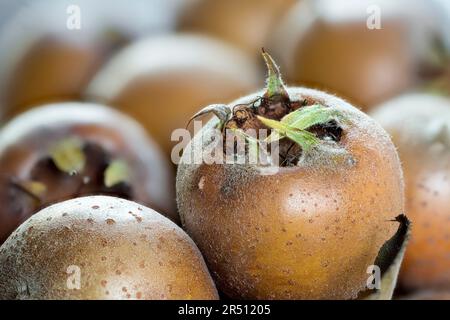 MEDLARS (gros plan) Banque D'Images