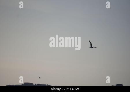 Oiseaux volant sur le canal de Suez à PortSaid Banque D'Images