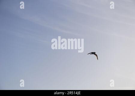 Oiseaux volant sur le canal de Suez à PortSaid Banque D'Images