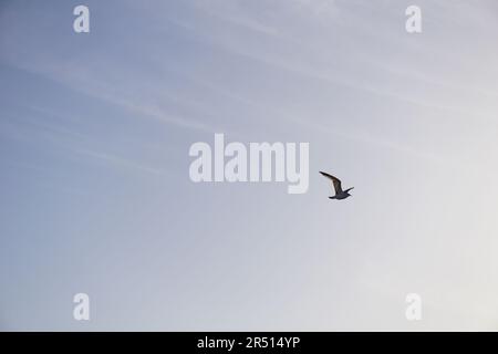 Oiseaux volant sur le canal de Suez à PortSaid Banque D'Images