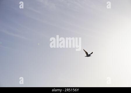 Oiseaux volant sur le canal de Suez à PortSaid Banque D'Images