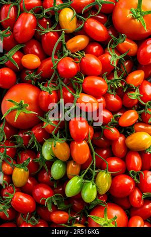 Tomates colorées (plein d'image) Banque D'Images