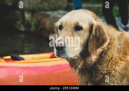 Golden Retriever Dog en plein air au printemps Banque D'Images