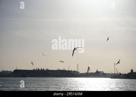 Oiseaux volant sur le canal de Suez à PortSaid Banque D'Images