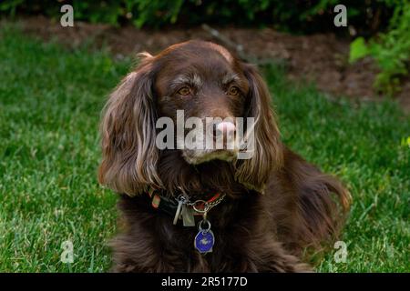 Chien d'épagneul cocker brun dans l'herbe Banque D'Images