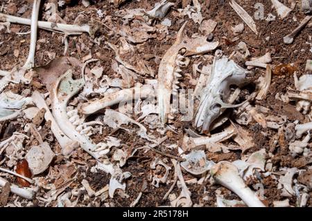 Owl Pellet Boneyard sur le plancher de la vieille salle Topaz. Banque D'Images