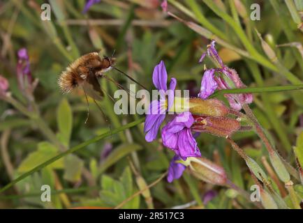 Mouche à abeille à bordure foncée (Bombylius Major) adulte en vol à la fleur Eccles-on-Sea, Norfolk, Royaume-Uni Mai Banque D'Images