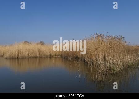 Vue le long de reedbed on Broad, Common Reed (Phragmites australis) Hickling Broad, Norfolk, Royaume-Uni Mai Banque D'Images