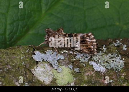 Brocart de toadlin (Calophasia lunula) adulte au repos Eccles-on-Sea, Norfolk, Royaume-Uni 23th mai 2019 Banque D'Images