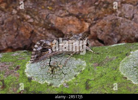 Brocart de toadlin (Calophasia lunula) adulte au repos Eccles-on-Sea, Norfolk, Royaume-Uni 25th mai 2019 Banque D'Images