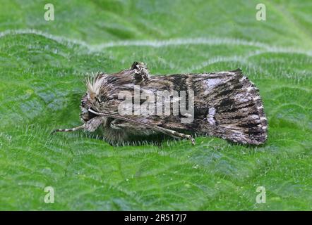 Brocart de toadlin (Calophasia lunula) adulte au repos sur la feuille Eccles-on-Sea, Norfolk, Royaume-Uni 23rd avril 2019 Banque D'Images