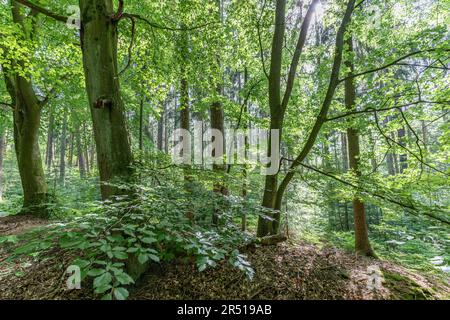 hêtre dans la forêt estivale mixte Banque D'Images