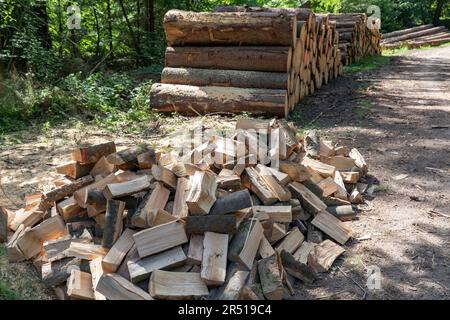 une pile de billes hachées devant une pile de billes dans la forêt Banque D'Images