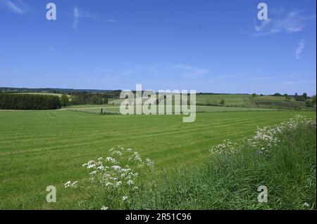 St. Vith, Belgique. 28th mai 2023. Champs de paysage vert avec des bordures florales colorées et des verges crédit: Horst Galuschka/dpa/Alay Live News Banque D'Images