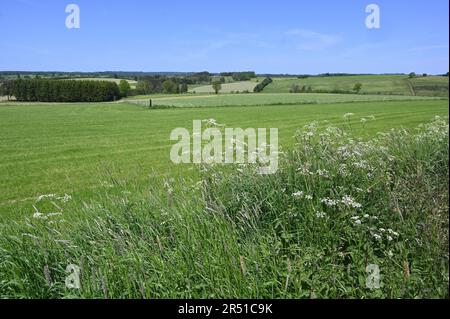 St. Vith, Belgique. 28th mai 2023. Champs de paysage vert avec des bordures florales colorées et des verges crédit: Horst Galuschka/dpa/Alay Live News Banque D'Images