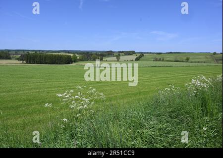 St. Vith, Belgique. 28th mai 2023. Champs de paysage vert avec des bordures florales colorées et des verges crédit: Horst Galuschka/dpa/Alay Live News Banque D'Images