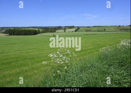 St. Vith, Belgique. 28th mai 2023. Champs de paysage vert avec des bordures florales colorées et des verges crédit: Horst Galuschka/dpa/Alay Live News Banque D'Images