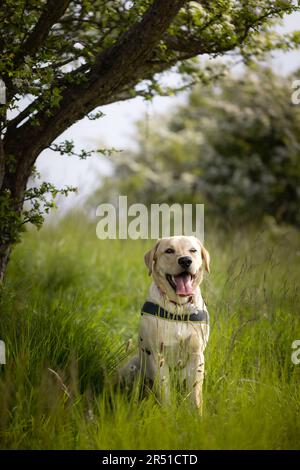 Beau jeune chien doré Labrador Retriever assis sous un arbre tout en profitant d'une promenade dans la campagne au printemps avec l'espace de copie Banque D'Images