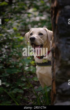 Beau jeune chien Golden Labrador Retriever lors d'une promenade aventureuse à travers une forêt au printemps, qui s'échappe de derrière un mur en pierre avec un espace de copie Banque D'Images