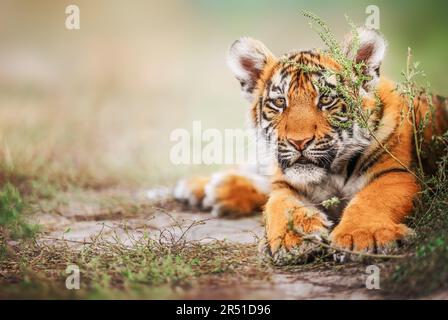 Joli portrait de bébé tigre extérieur sur paille Banque D'Images