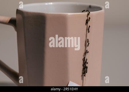 Un fléau de fourmis dans la cuisine - tombant sur une tasse Banque D'Images