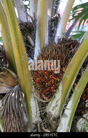 salvador, bahia, brésil mai 29,2023: fruits à huile de palme vus sur une plante dans la ville de salvador. Banque D'Images