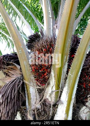 salvador, bahia, brésil mai 29,2023: fruits à huile de palme vus sur une plante dans la ville de salvador. Banque D'Images