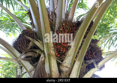 salvador, bahia, brésil mai 29,2023: fruits à huile de palme vus sur une plante dans la ville de salvador. Banque D'Images