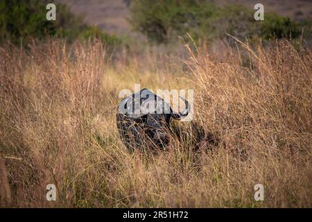 Buffalo dans la réserve de gibier de Nambiti, Afrique du Sud Banque D'Images