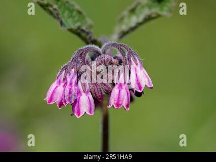 Common Comfrey, (Symphytum officinale), photographié sur un arrière-plan de feuillage hors foyer Banque D'Images