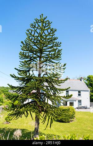 L'Araucaria araucana, communément appelé arbre de casse-tête de singe, arbre de queue de singe, piñonero, étain ou pin chilien, est un arbre à feuilles persistantes. Banque D'Images