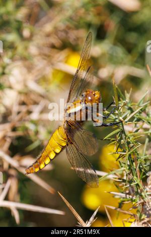 Chaser femelle à corps large, Libellula depressa, reposant sur le gorse, Sussex, Royaume-Uni Banque D'Images