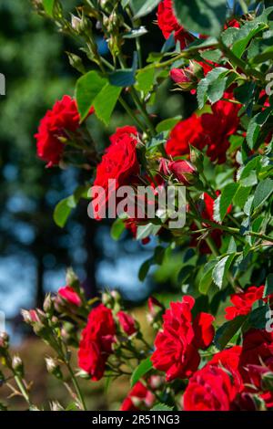 Un groupe de roses rouges profondes Cherry Frost le matin ensoleillé du printemps. Banque D'Images